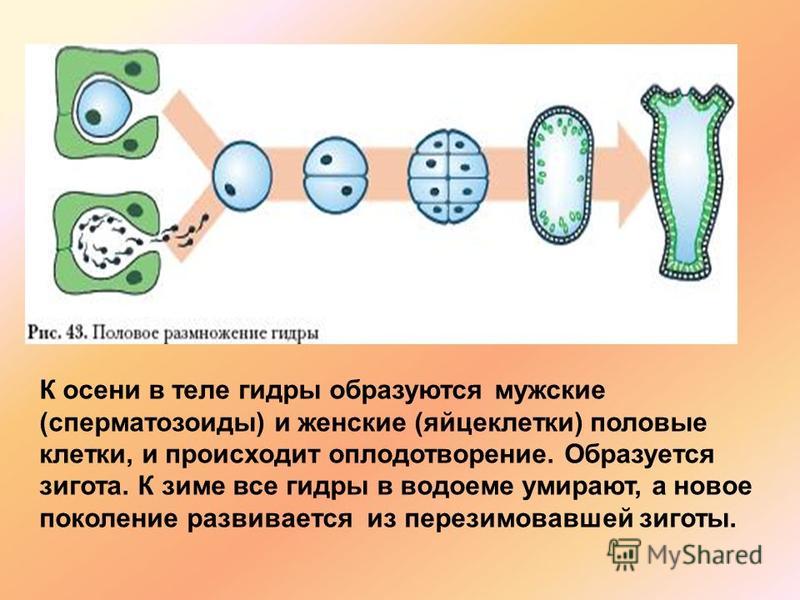 Скрытый интернет как войти